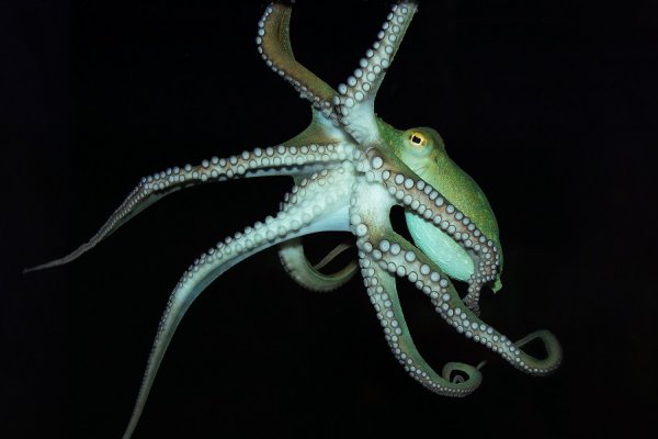 Kraken адрес